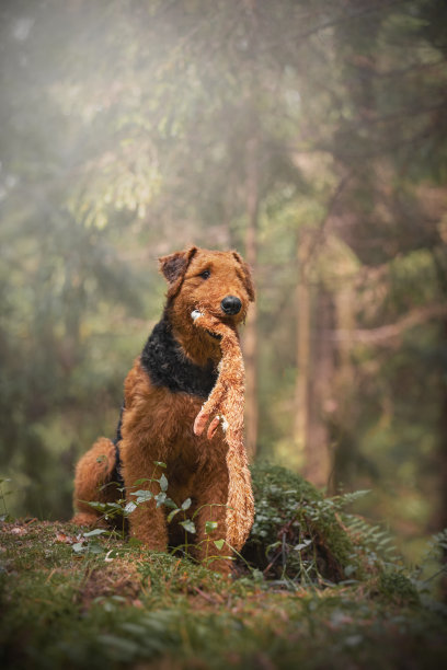 airedale