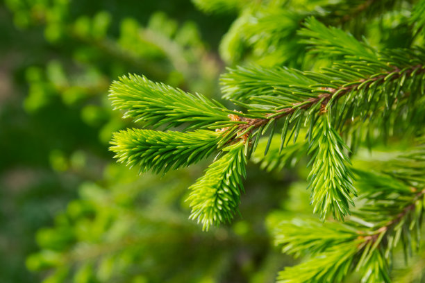 spruce