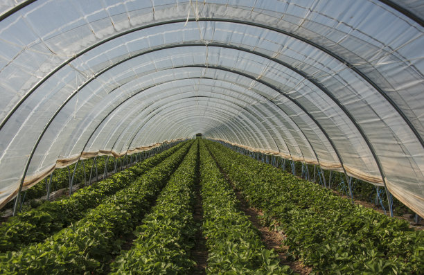 greenhouse