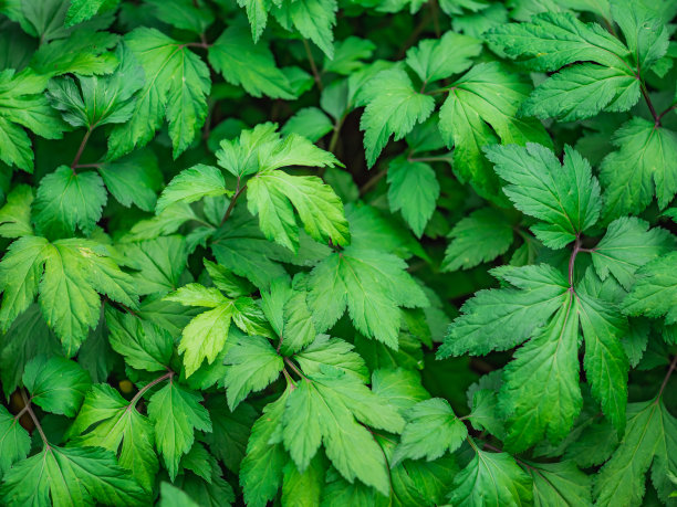 mugwort