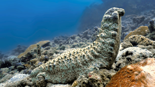 海参蜗牛