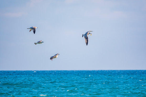 飞鸟蓝色大海壁纸