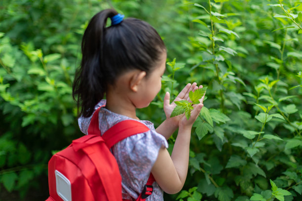 采茶少女