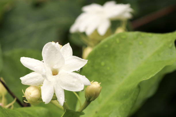 花簇,花蕾,鲜花盛开