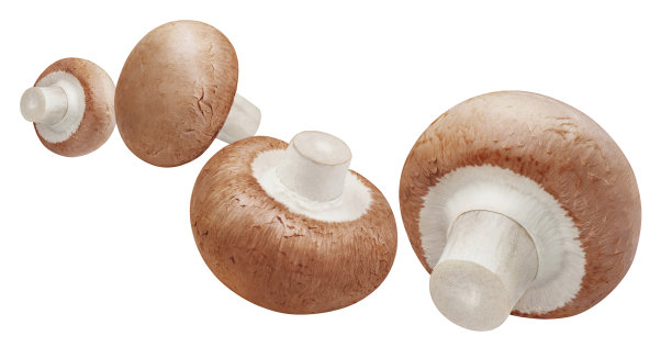 toadstool