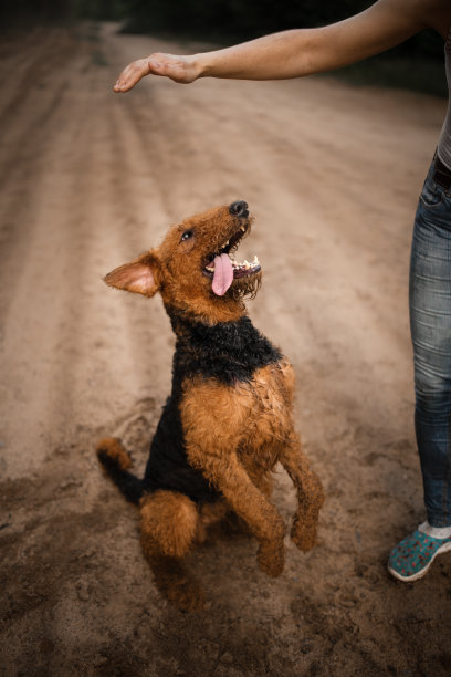 airedale