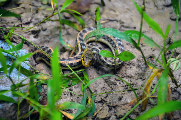 natrix