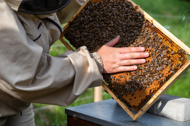 beekeeper