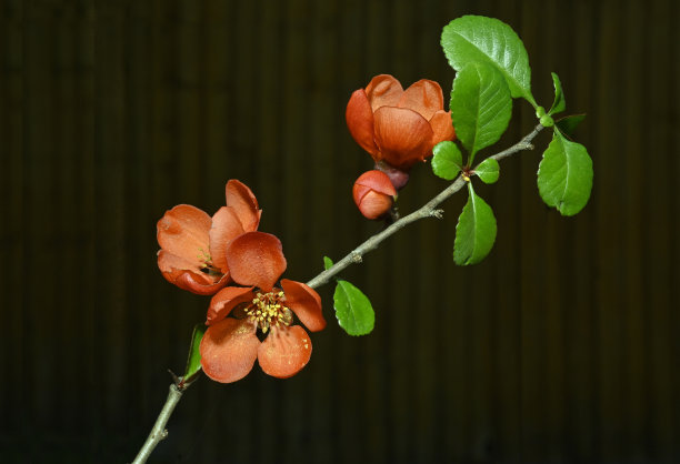chaenomeles