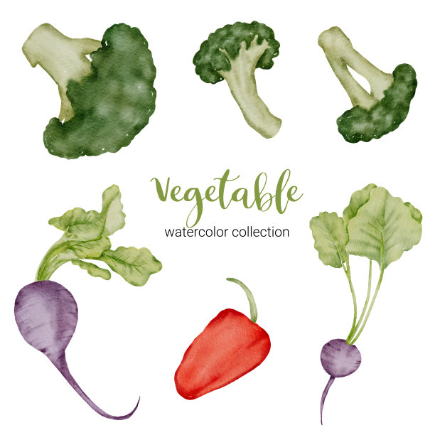 手绘蔬菜插画