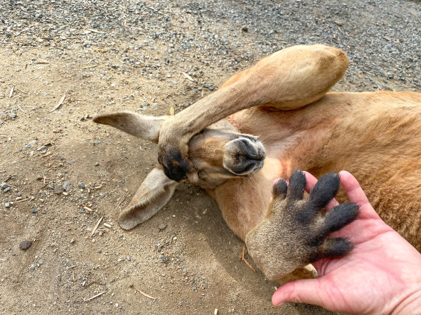 kangaroo