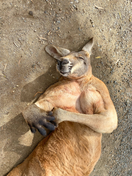 kangaroo