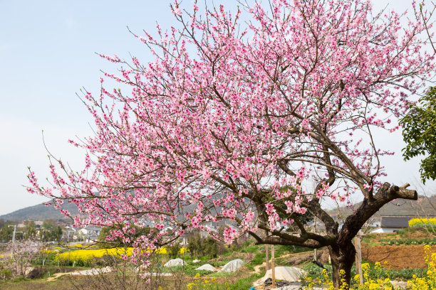 无人机航拍桃花