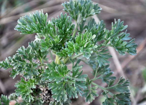 wormwood