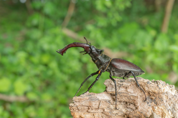 lucanus