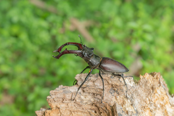 lucanus