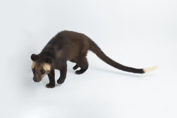 civet