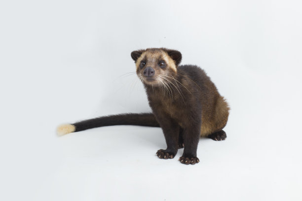 civet