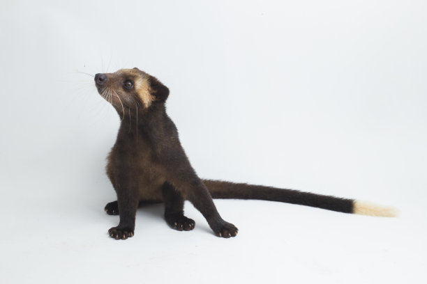 civet