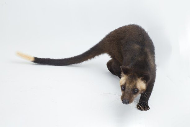 civet