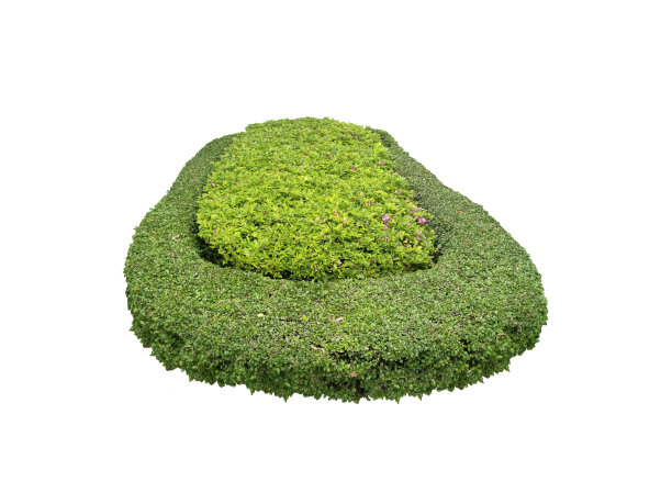 shrub