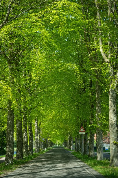 avenue
