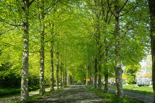 avenue
