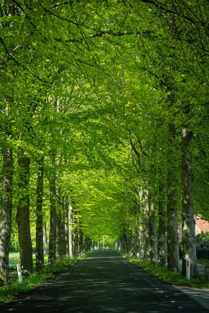 avenue