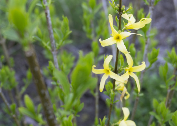 forsythia
