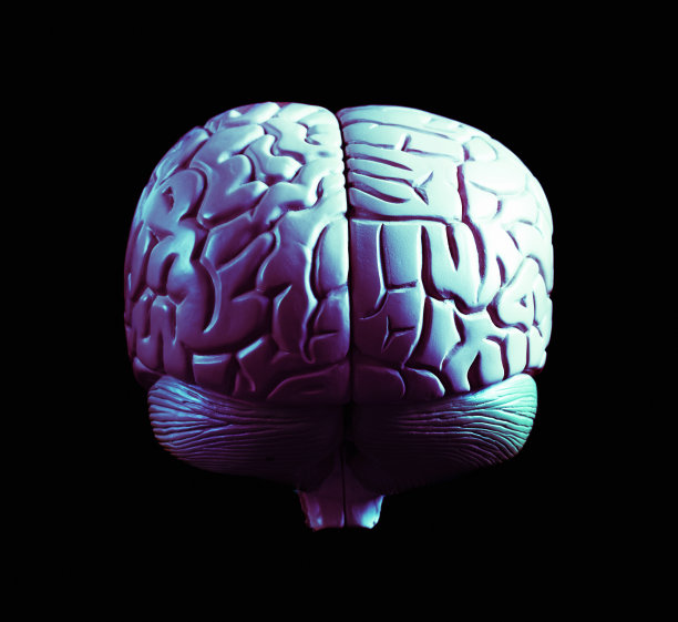 cerebrum
