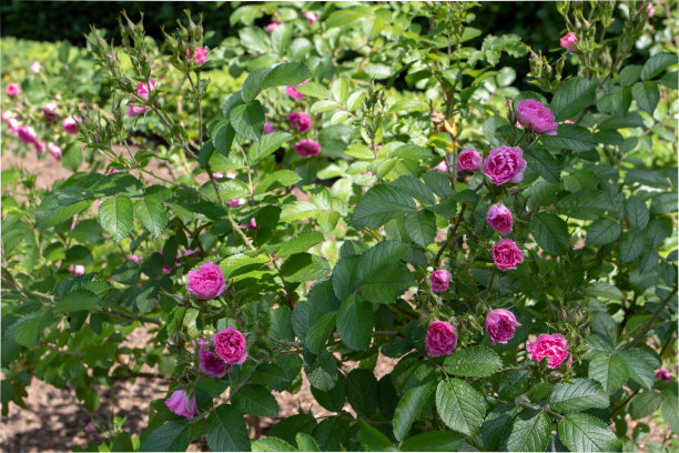 rugosa