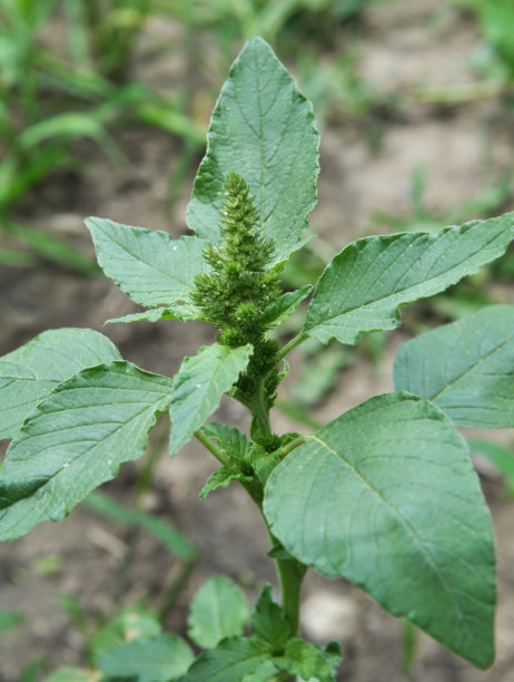 gomphrena