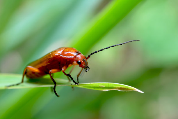 entomology
