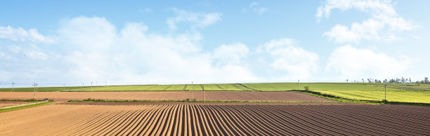 maize