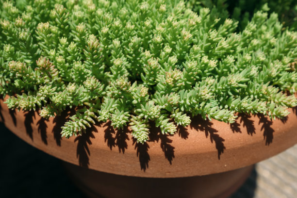 sedum