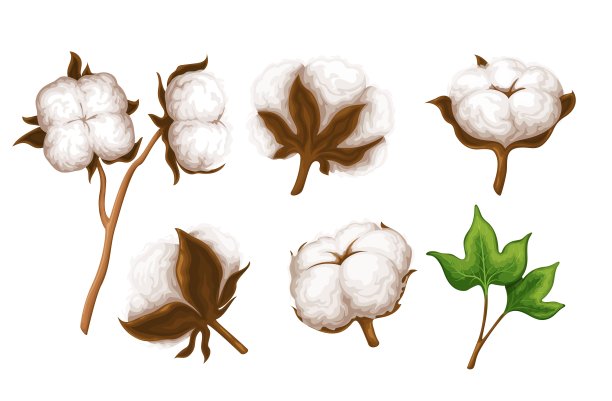 植物学,花蕾,棉花