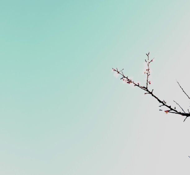 彩色图片,树,水平画幅