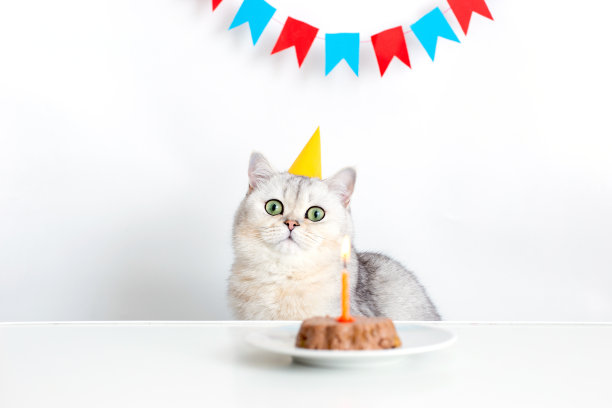 生日小猫派对可爱庆祝蛋糕形象