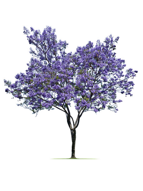 jacaranda