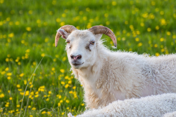 sheep