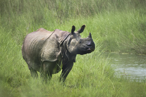chitwan