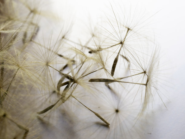 wispy