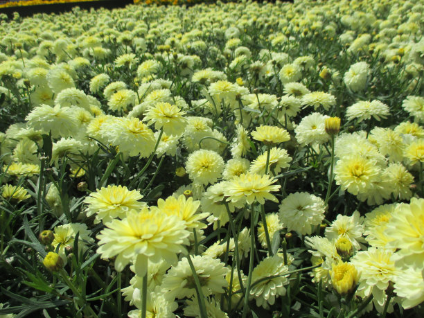 marguerite