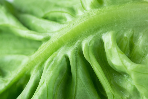 romaine