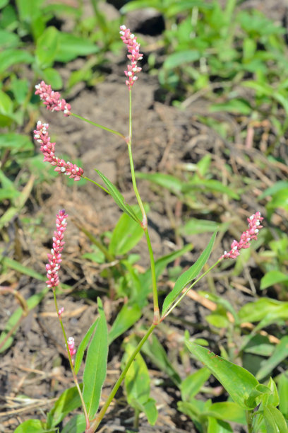polygonum