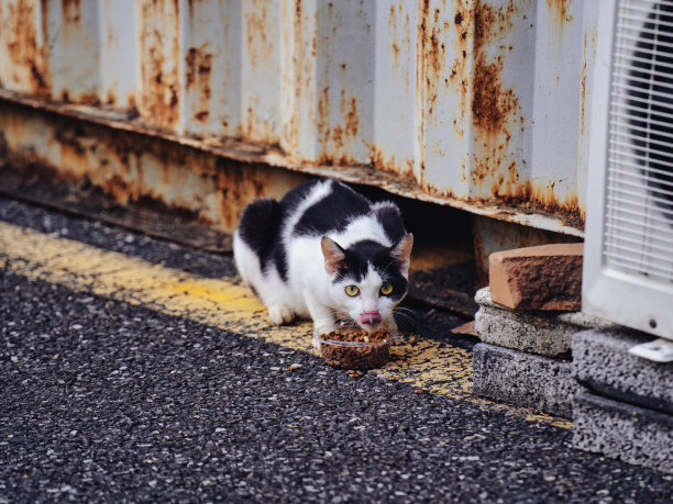 stray