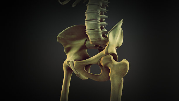pelvis