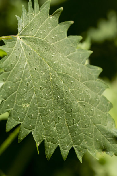 nettles