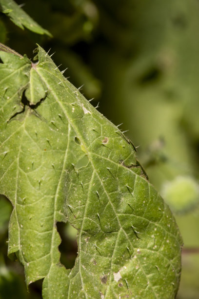 nettles