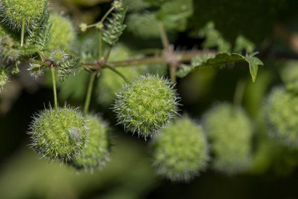 nettles